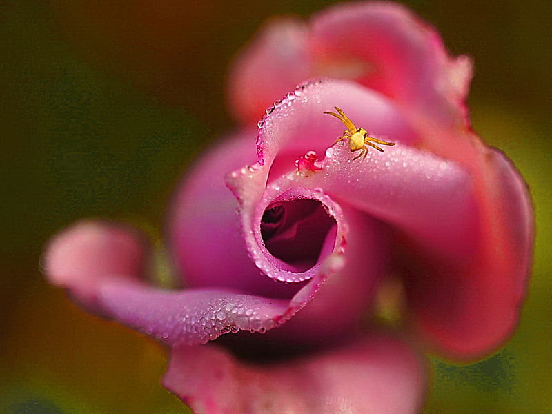 Security, pretty, lovely, rose, bonito, spider, delicate, nice, flower, nature, funny, pink, HD wallpaper