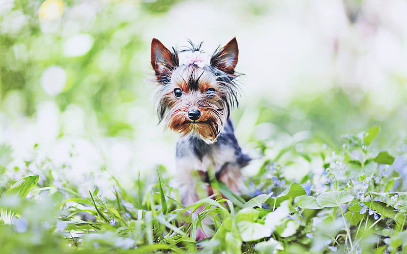 Yorkshire Terrier, bokeh, cute dog, summer, Yorkie, R, fluffy dog, dogs, cute animals, pets, Yorkshire Terrier Dog, HD wallpaper