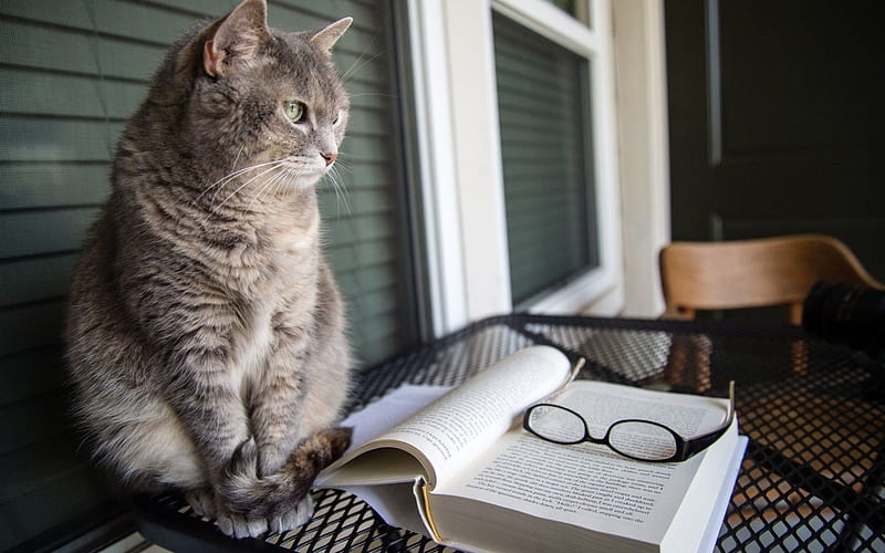 cat, glasses, pets, book, HD wallpaper