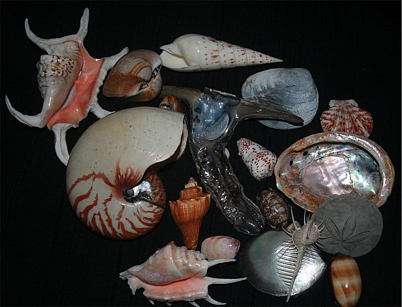 Sea Shells, pretty, mollusk, natural, HD wallpaper