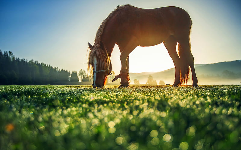 brown horse, sunset, evening, green meadow, pasture, horses, HD wallpaper