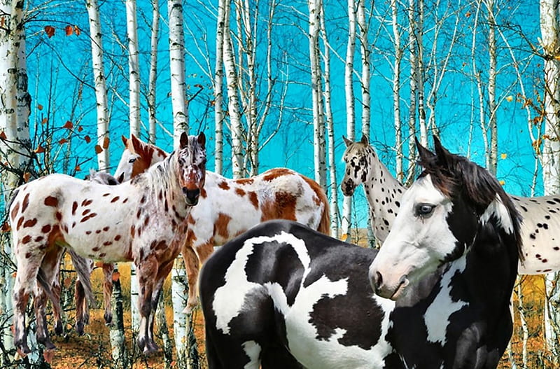 Horses in the Birch Grove F1C, art, paint, equine, bonito, horse, appaloosa, artwork, animal, painting, wide screen, HD wallpaper