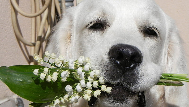 Big soul with tiny flowers, offering, friend, loyal, sweetheart, sweet, love, bright day, soul, forver, animals, dog, labrador, pure, lily, garden, sunshine, white, HD wallpaper