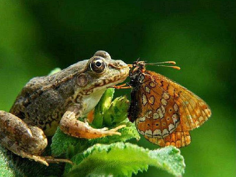 Kissing A Prince, frog, butterfly, nature, animals, other, HD wallpaper