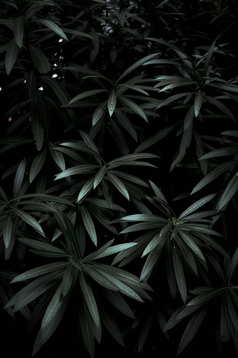 green, dark, leaves, plant, shade, HD phone wallpaper