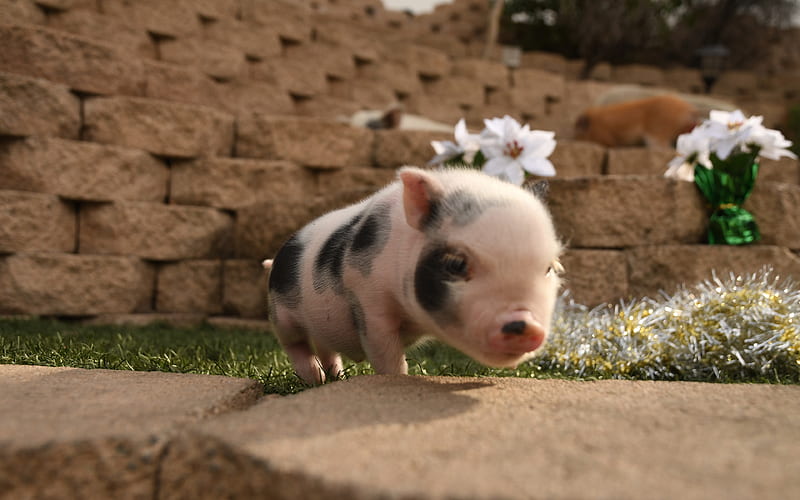 small pink pig, cute animals, farm, pig spotted pig, HD wallpaper