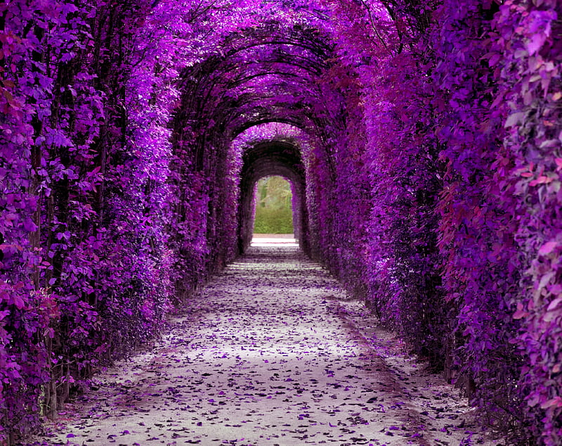 Purple Plant Tunnel, Aesthetic Ultra, Cute, Purple, Garden, Plants, Tunnel, Living, Violet, aesthetic, HD wallpaper