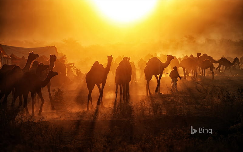 Pushkar Mela Camels Sunrise 2018 Bing, HD wallpaper