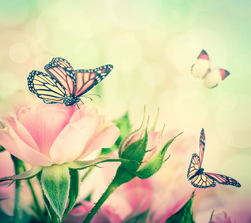 Vintage Rose, abstract, background, butterflies, pink, HD wallpaper