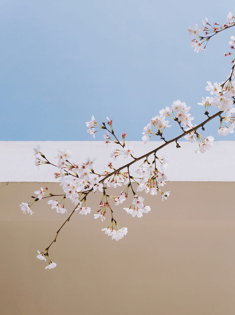 sakura, flowers, branch, spring, wall, HD phone wallpaper