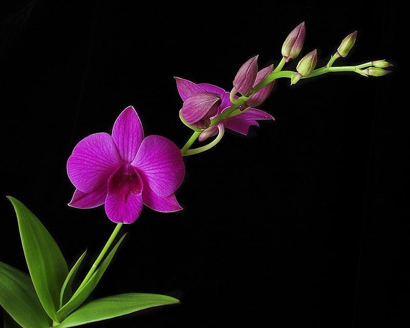 Small orchid, flower, nature, fuchsia, orchid, HD wallpaper