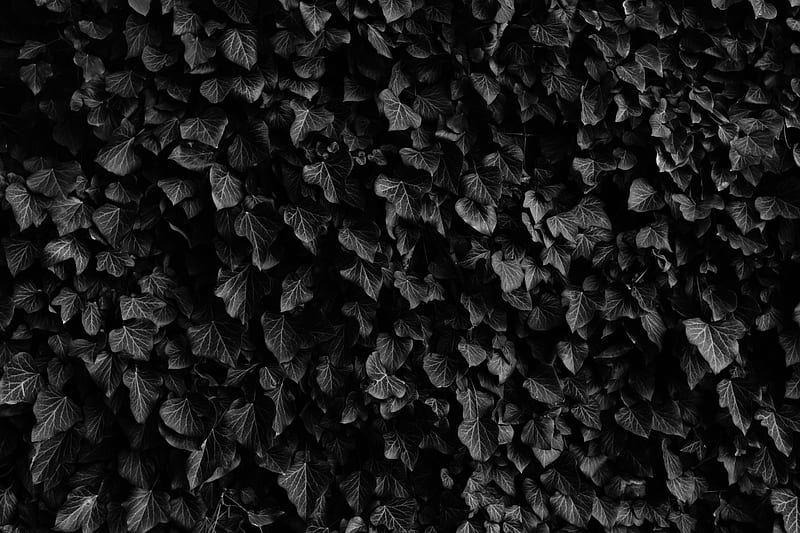 Black and white shot of thick ivy leaf plant, HD wallpaper