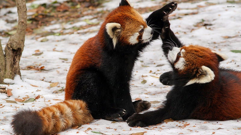 Two Cute Back Brown With Fur Tail Red Panda Are Sitting On Snow Playing Panda, HD wallpaper