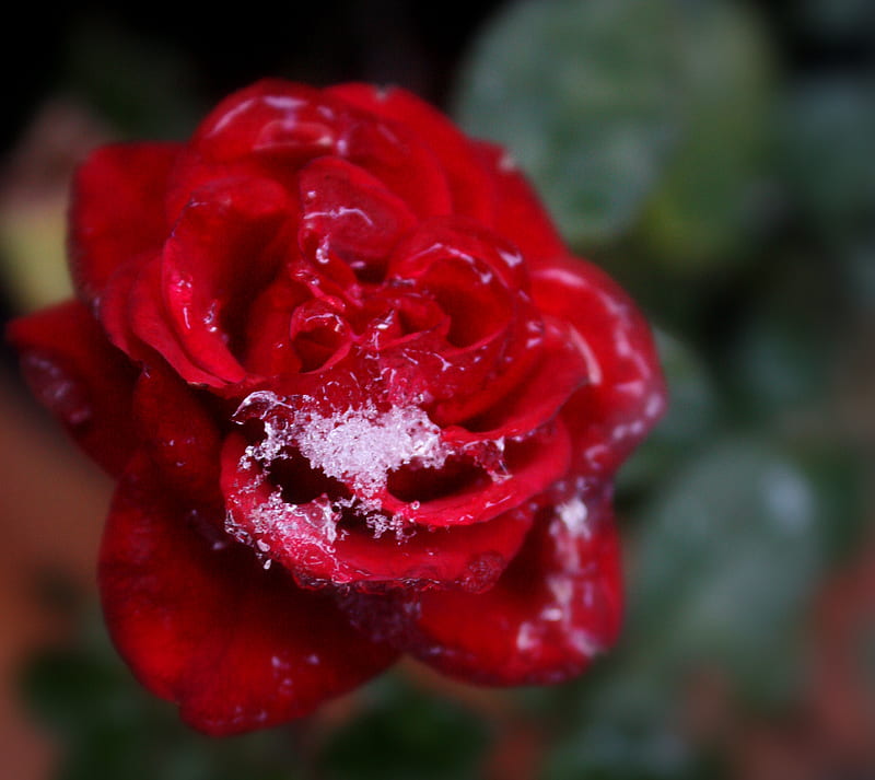 Frosen, close, flower, frozen, ice, leaves, red, rose, shiny, HD wallpaper