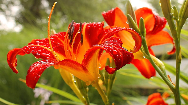 Acercamiento de pétalos de flores de lirio rojo anaranjado con gotas de  agua flores, Fondo de pantalla HD | Peakpx