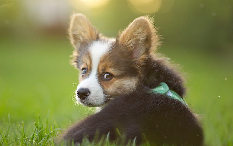 Welsh Corgi Cardigan, small dog, puppy green grass, domestic dog, HD wallpaper