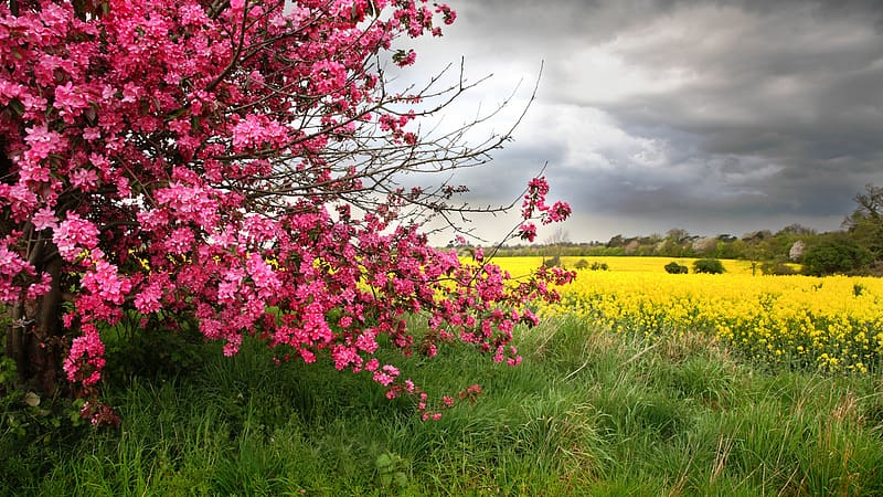 Spring Blossoms, sky, field, rape, trees, clouds, landscape, HD wallpaper