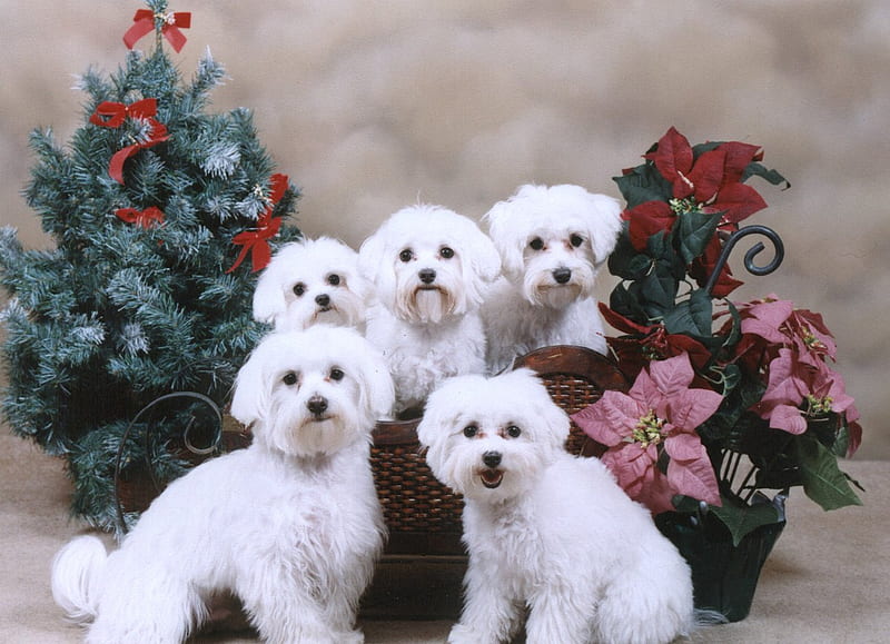 Maltese, christmas, puppy, dog, HD wallpaper