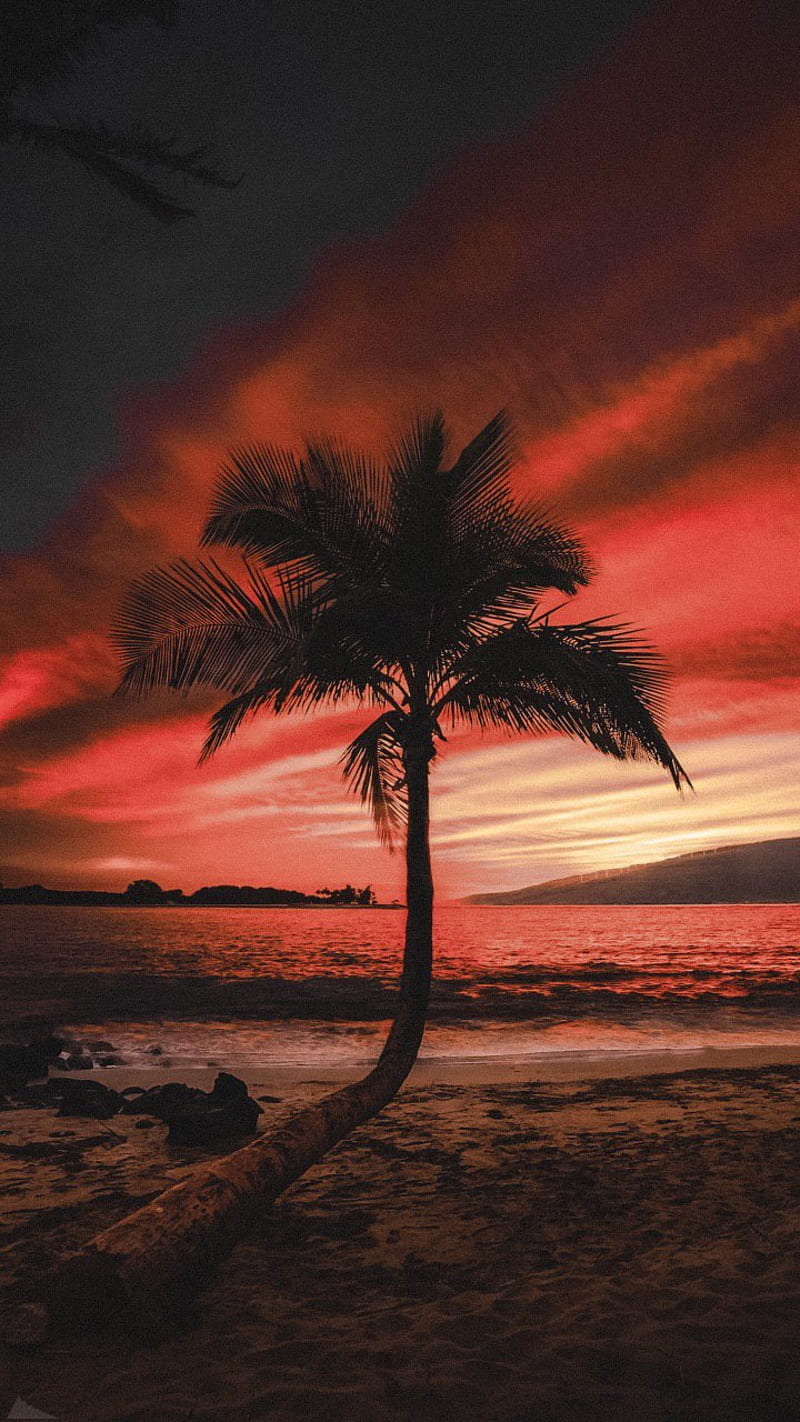 Palm Tree, Beach, Beaches, Landscape, Palm, Palms, Sunset, Sunsets 