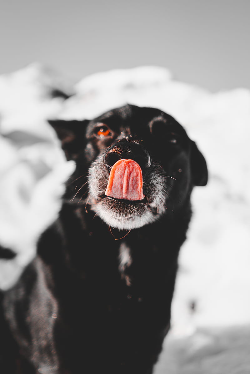 dog licking it's nose, HD phone wallpaper