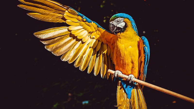 Yellow Blue Macaw Bird With Open Wing In Black Background Birds, HD wallpaper