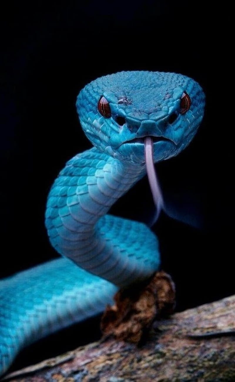 danger, blue, snake, HD phone wallpaper