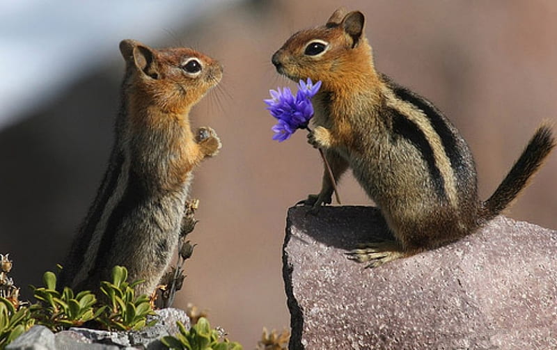 Chipmunk's Love, chipmunk, friendship, squirrels, love, animal, HD wallpaper