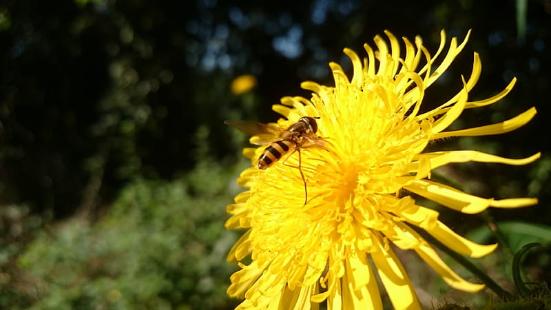 A resting place ..., Yellow, Summer heat, Nature, Fly, HD wallpaper