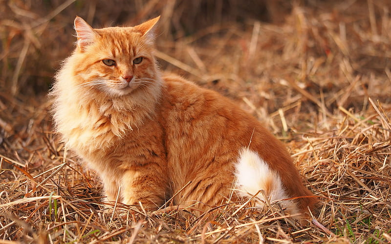 ginger maine coon, cute animals, pets, ginger cat, domestic cats, HD wallpaper