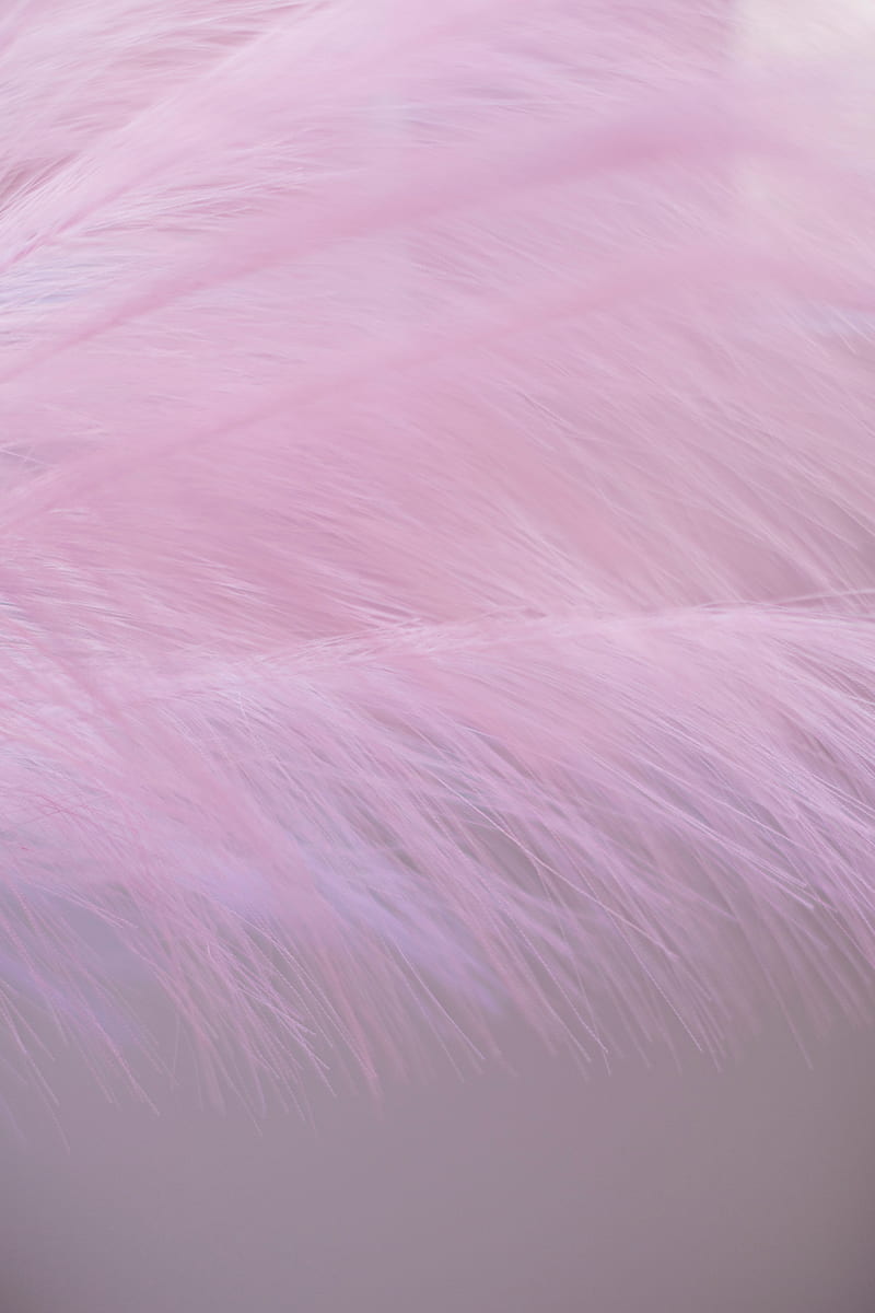 feather, fluff, macro, purple, HD phone wallpaper