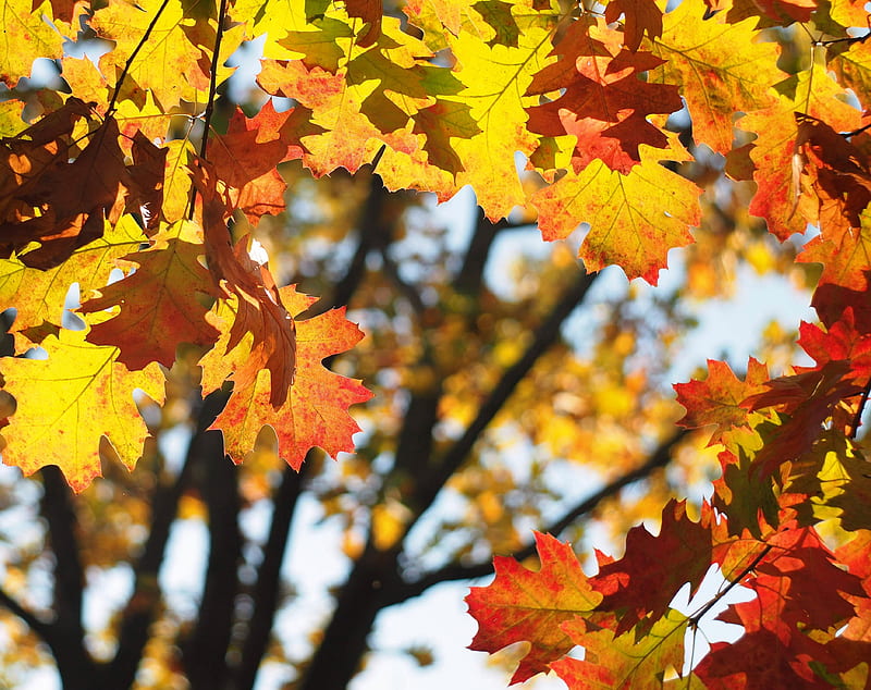 Welcome Autumn Ultra, Seasons, Autumn, #nature, #bokeh, #tree, #trees 