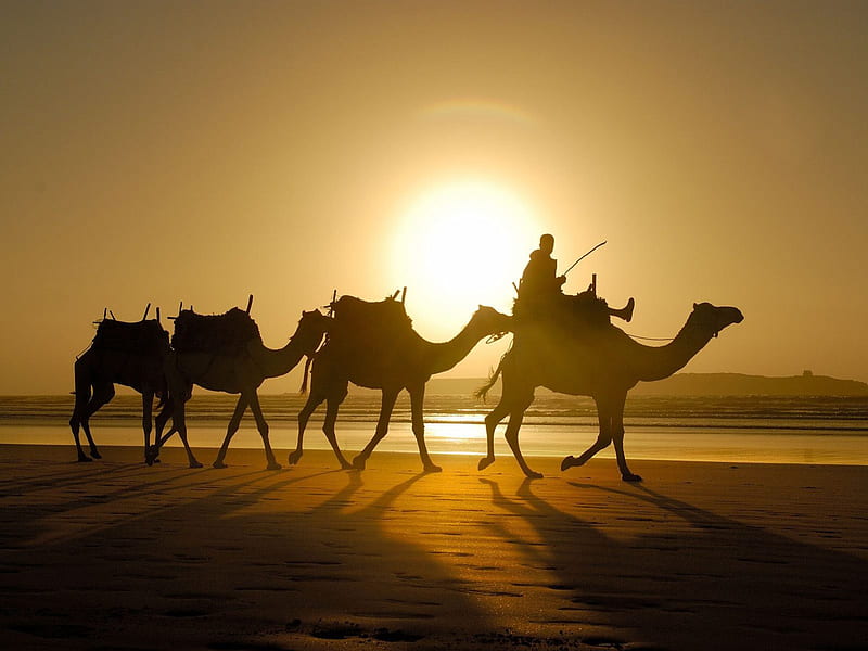 caravan, sand, desert, camels, bedouins, HD wallpaper