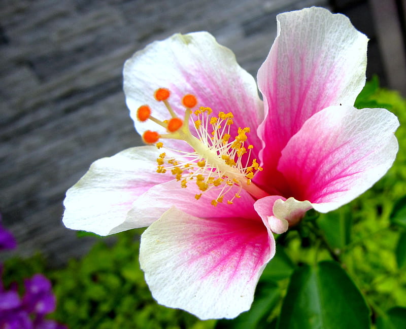 Hibiscus rosa-sinensis, bright, colorful, bonito, hibiscus, HD wallpaper