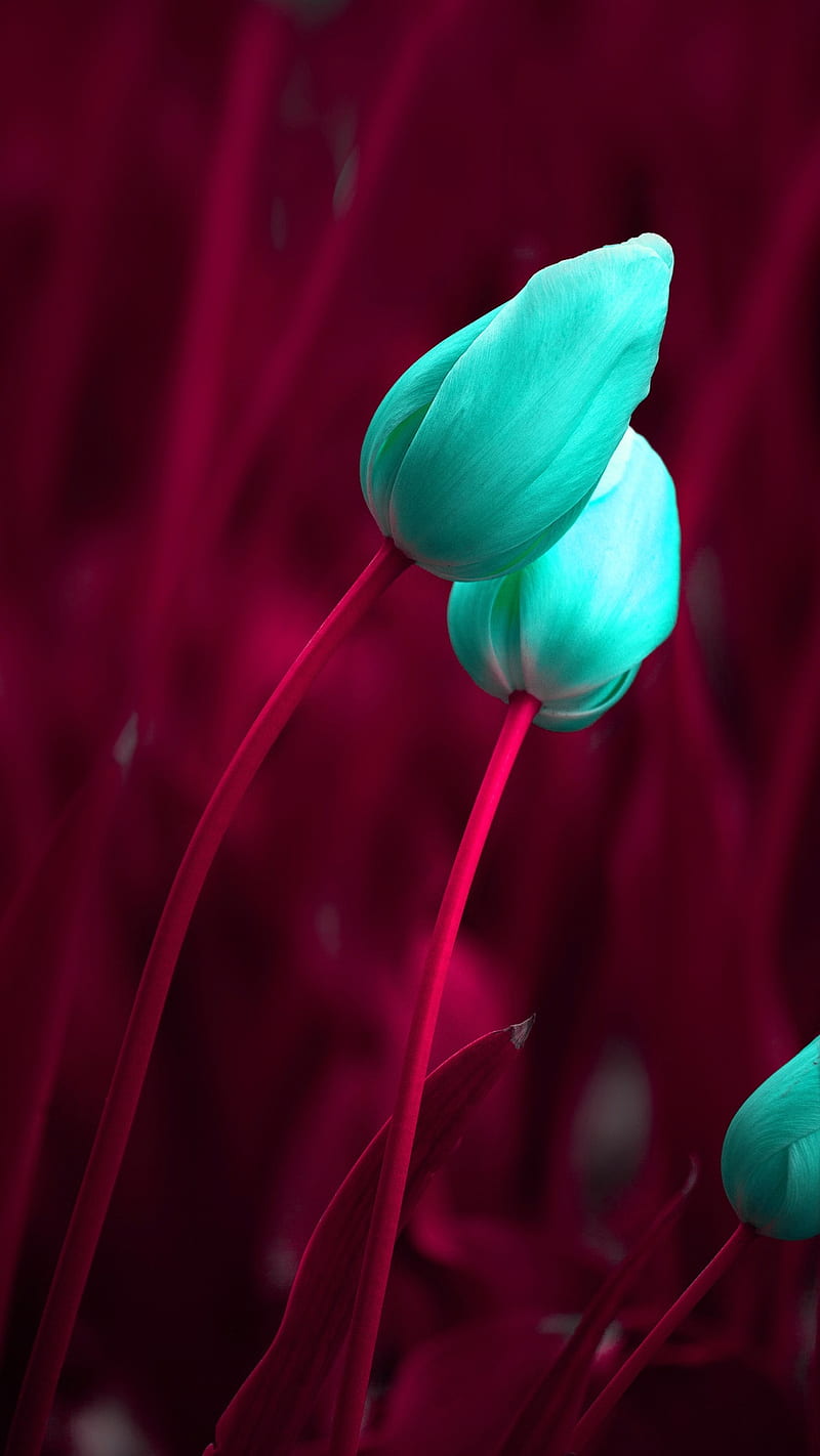 Tulipanes, flores, Fondo de pantalla de teléfono HD | Peakpx