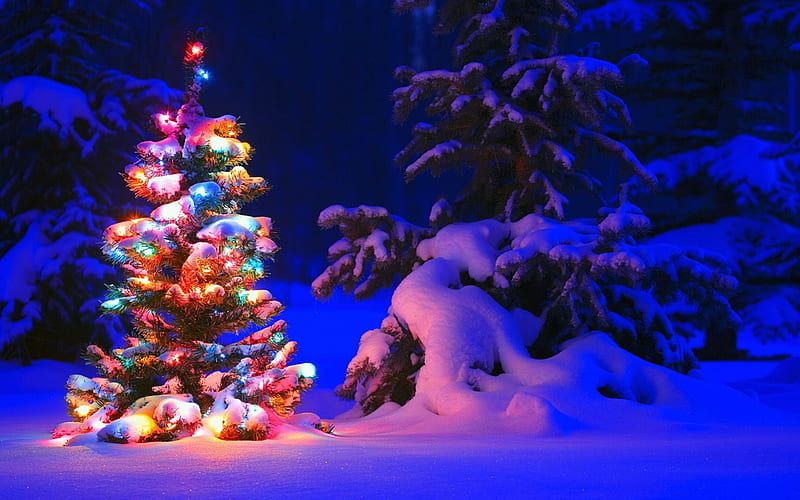 Christmas eve, Christmas, christmas tree, holidays winter, tree, pine ...
