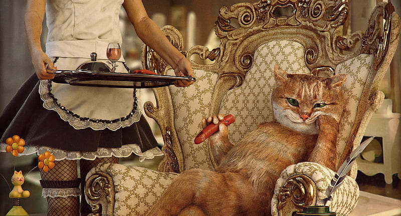 :), funny, pisici, cat, yasin hasanian, situation, HD wallpaper