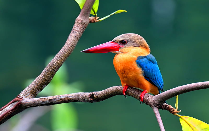 Kingfisher, R, close-up, tree, wildlife, small bird, Alcedinidae, HD wallpaper