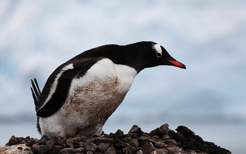 Antarctic continent penguin animal 15, HD wallpaper