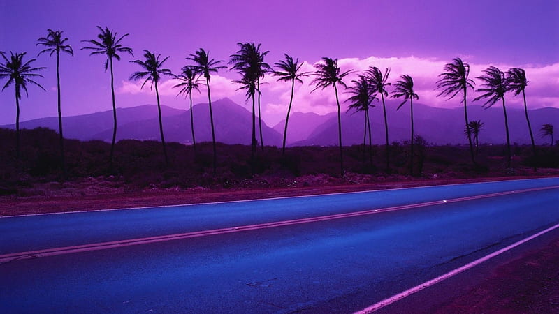 Beautiful purple, Palm tree, Trip, Summer, Road, HD wallpaper