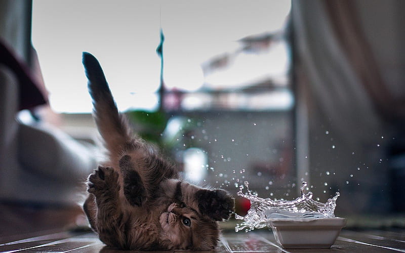 Naughty Cat, fun, cat, oops, animal, play, water, naughty, bums, meow,  sprays, HD wallpaper | Peakpx