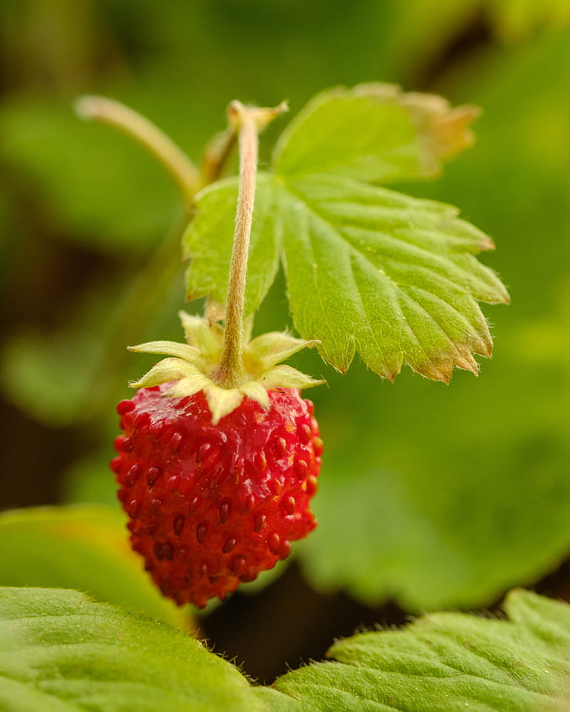 strawberry, berry, red, macro, plant, HD phone wallpaper