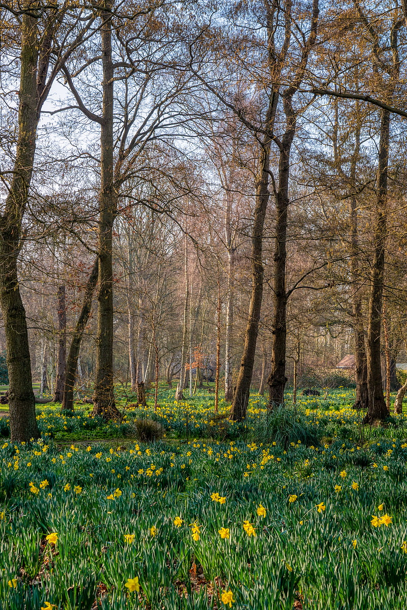 trees, daffodils, flowers, spring, nature, landscape, HD phone wallpaper