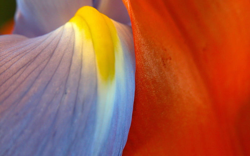 iris petals-flowers graphy, HD wallpaper