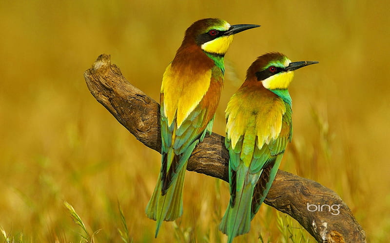 European bee eaters in Málaga province Andalusia Spain, bee, Malaga, in, European, eaters, province, Spain, Andalusia, HD wallpaper