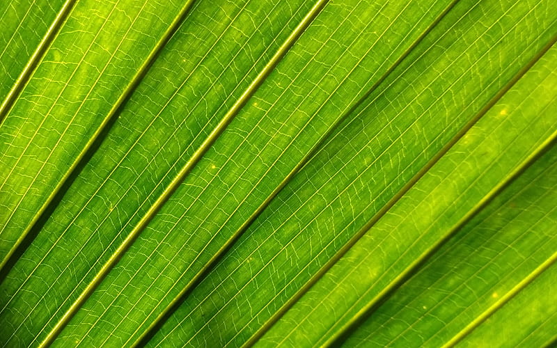 green leaf texture, ecology background, environment, green eco texture, green leaf, HD wallpaper