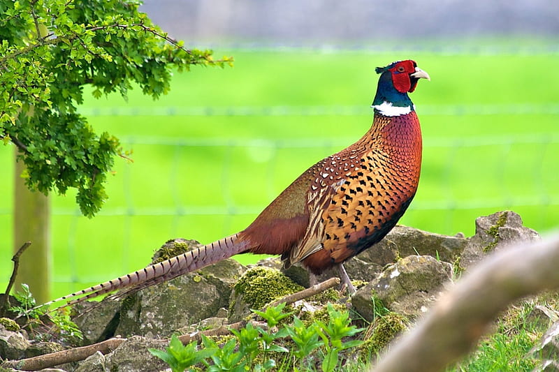 *** Pheasant ***, bazant, zwierzeta, kolorowy, ptaki, HD wallpaper