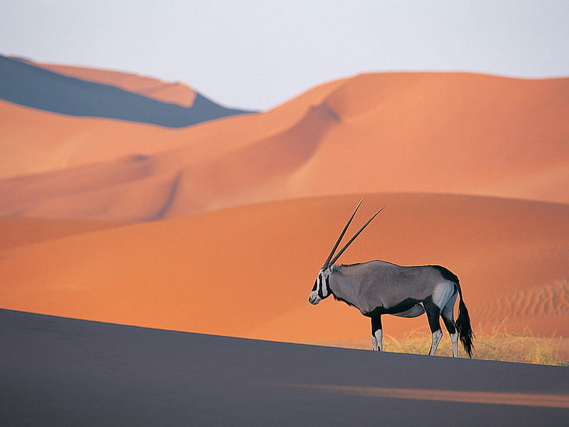 Oryx antelope, antelope, HD wallpaper