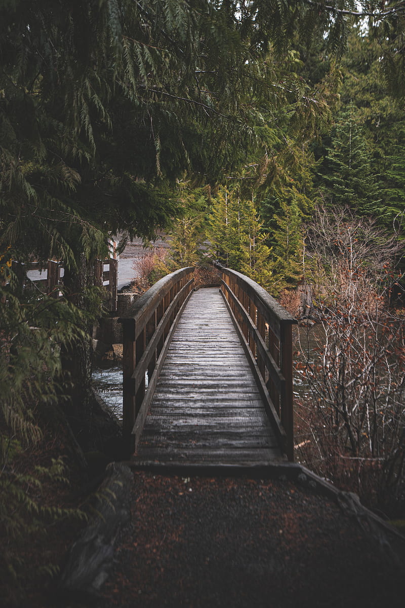 bridge, wooden, river, trees, nature, HD phone wallpaper