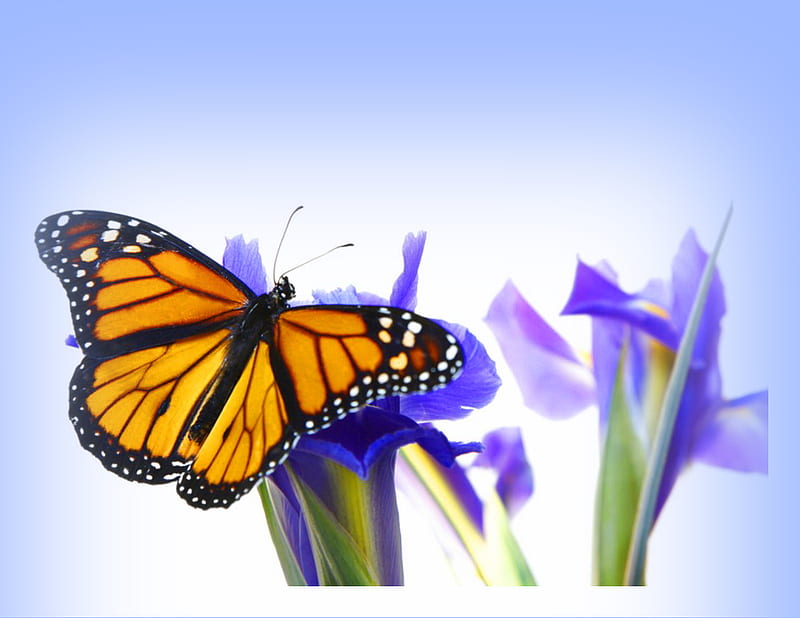 Iris and butterfly, butterfly, green, orange, black, monarch, blue, iris, HD wallpaper