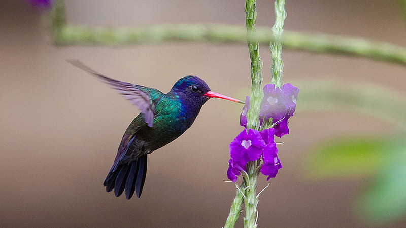 Red Sharp Beak Green Blue Hummingbird Hovering Purple Flowers Blur Background Birds, HD wallpaper
